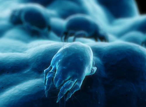 acarina, les acariens