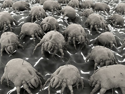 Acarina Belgique, anti-acariens